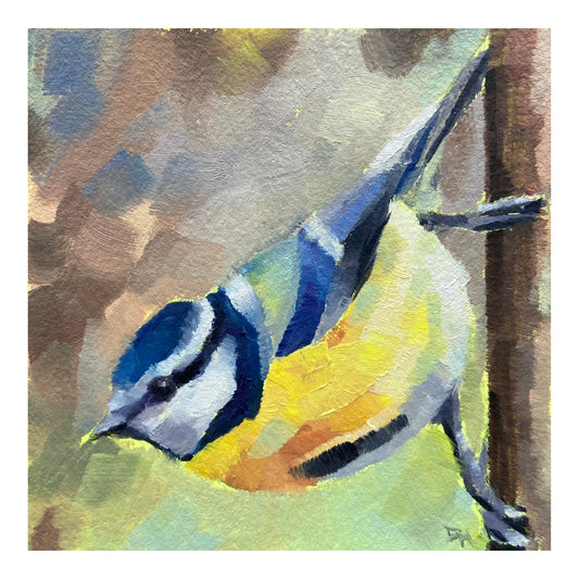Blue Tit