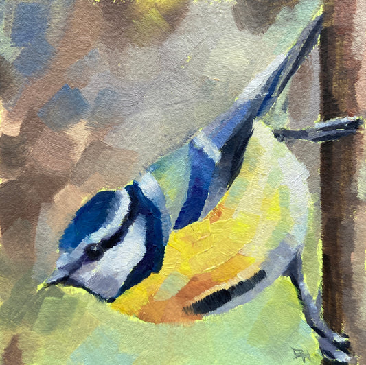 Blue Tit